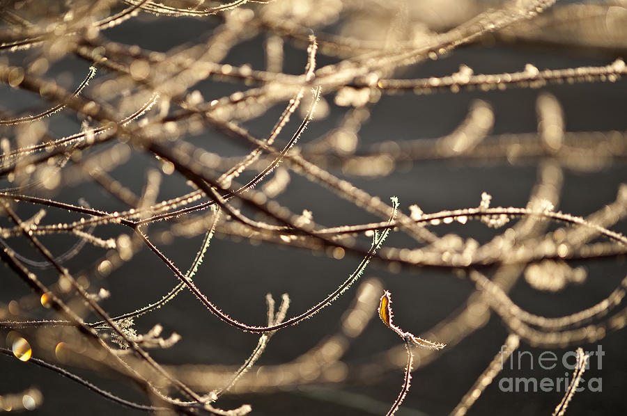 Dogwood leaf and limbs sunrise with frost along edges Photograph by Jim Corwin