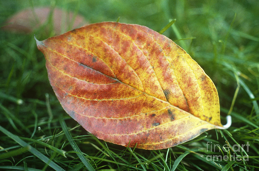 Dogwood Leaf Cornus Florida Photograph by John Kaprielian