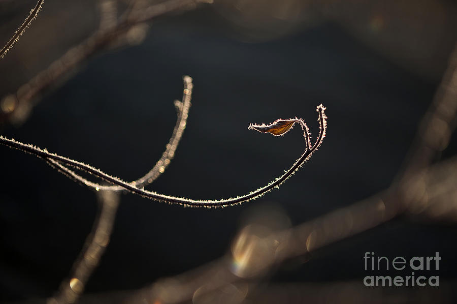 Dogwood Leaf Frosted Photograph by Jim Corwin