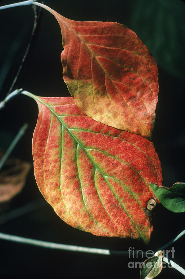 Dogwood Leaves Photograph by John Kaprielian