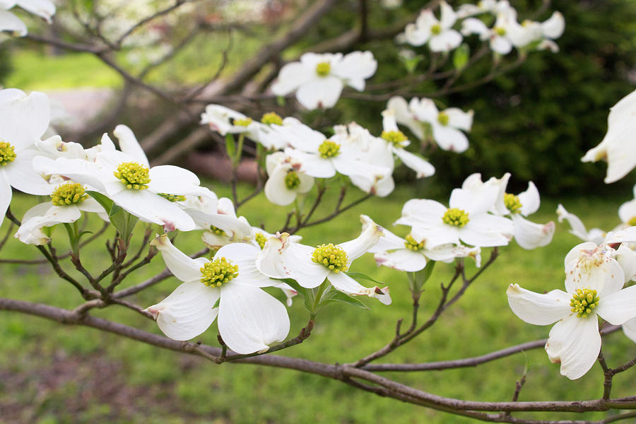 Dogwood Photograph by Melanie Davis - Fine Art America