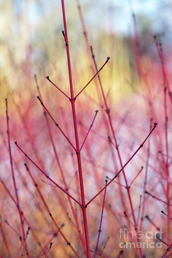 Dogwood Midwinter Fire Stems Photograph by Tim Gainey