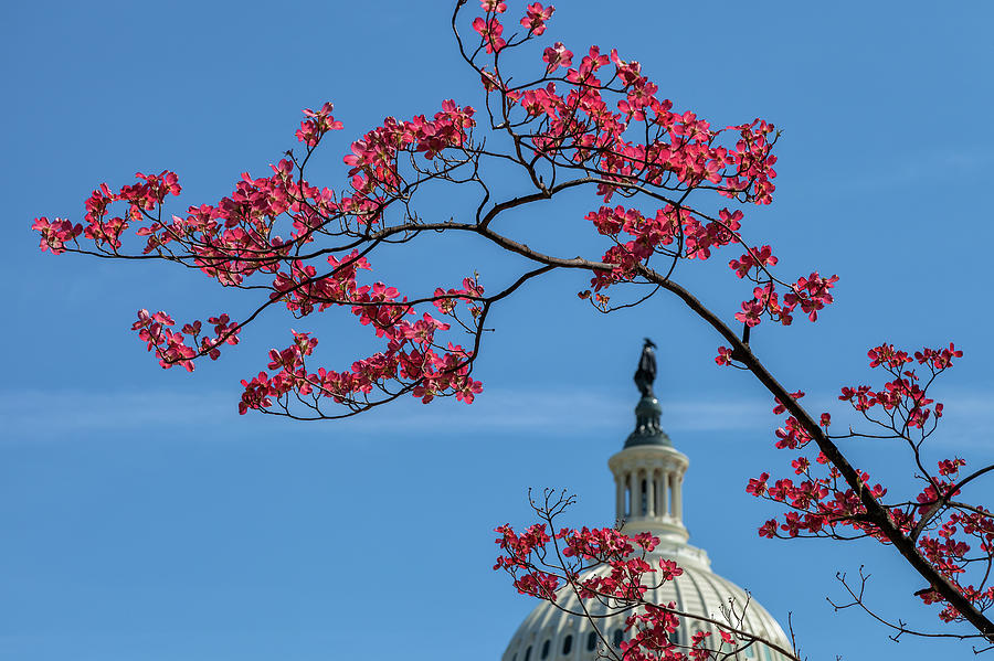 Dogwood Over The Capitol Photograph by Jonathan Nguyen