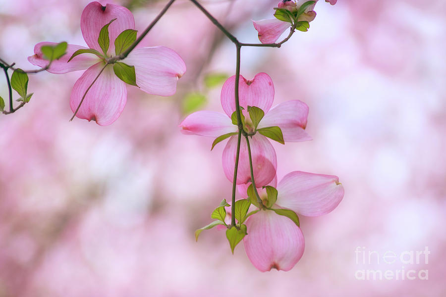 Spring Photograph - Dogwood sunset by Rima Biswas