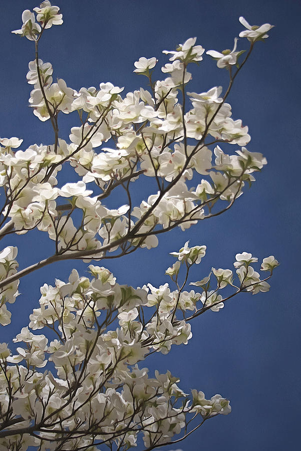 Dogwood Too Photograph by CarolLMiller Photography