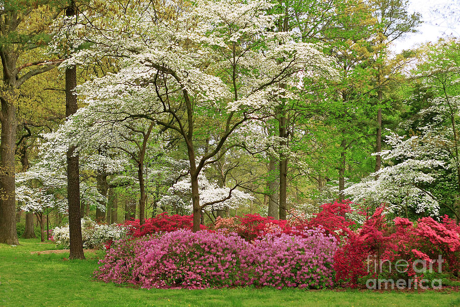 Dogwood Trail Photograph by Tim Rudziensky