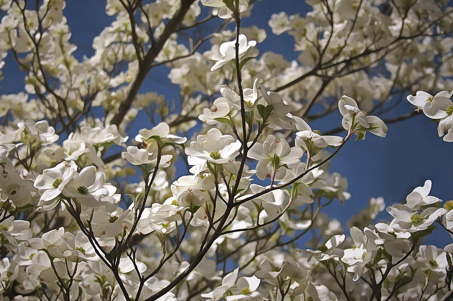 Dogwood Tree Photograph by CarolLMiller Photography