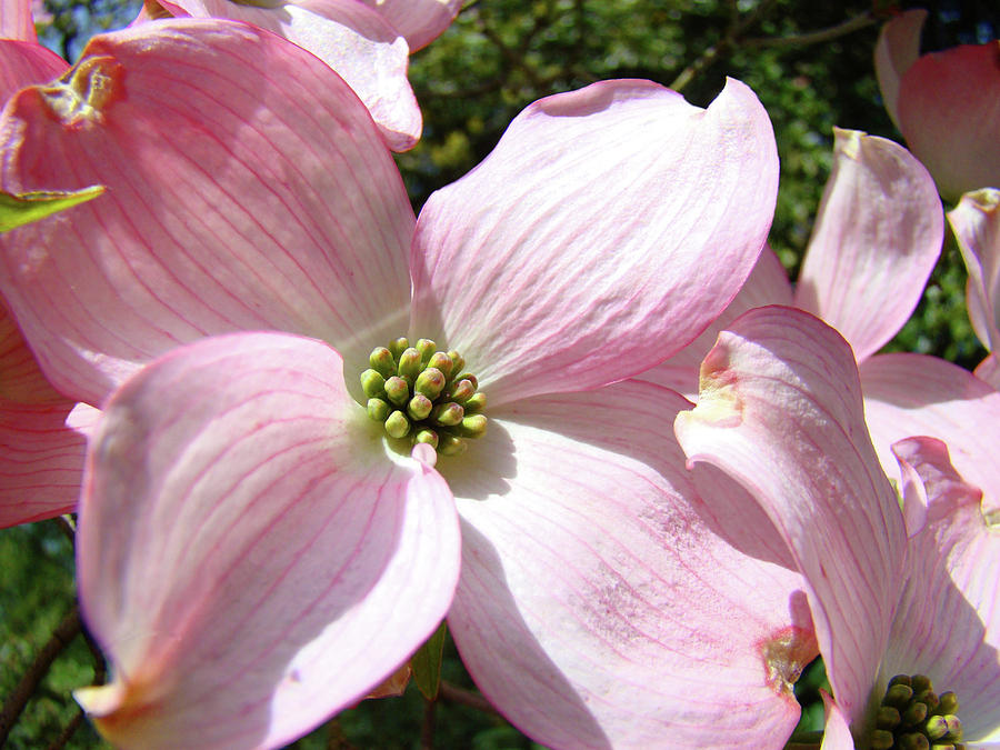 Nature Photograph - Dogwood Tree Flowers art print Pink Dogwoods Floral Baslee Troutman by Patti Baslee