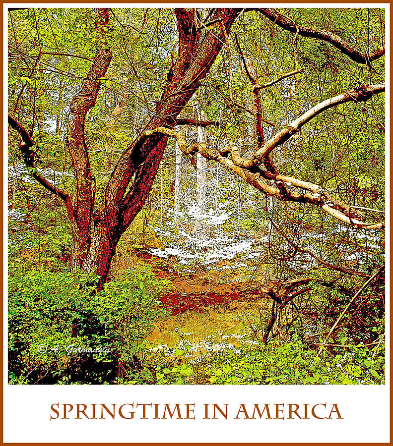 Dogwood Tree in Spring Photograph by A Macarthur Gurmankin