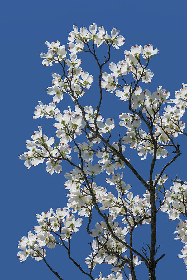 Flower Photograph - Dogwood Tree in Spring by Tom Mc Nemar