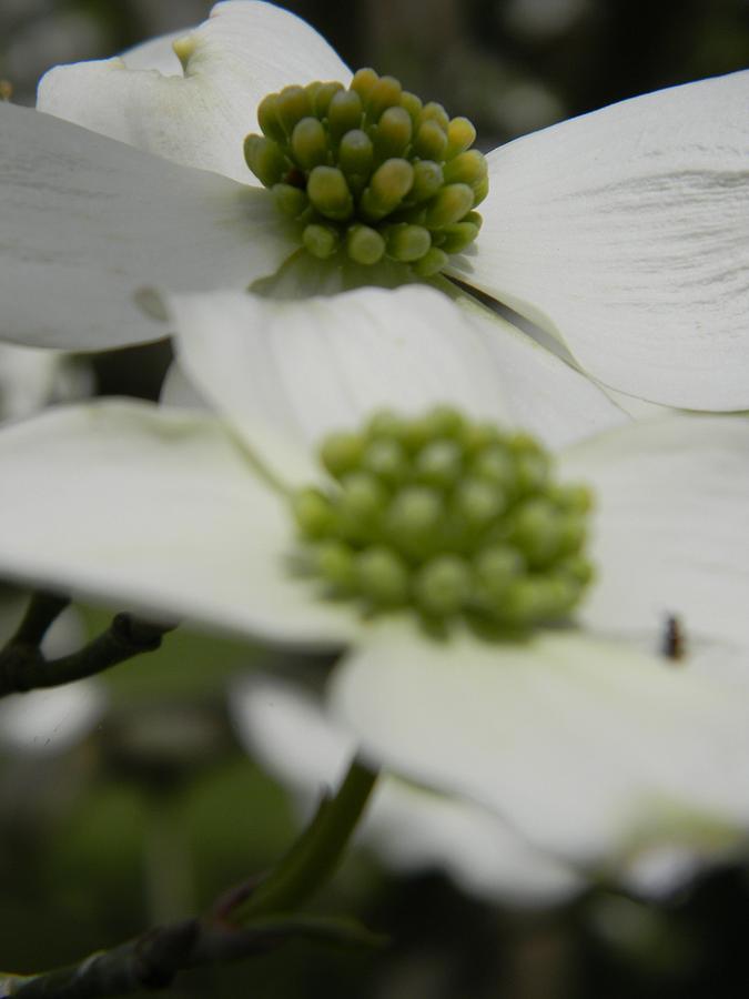 Dogwood with Protein Photograph by Warren Thompson