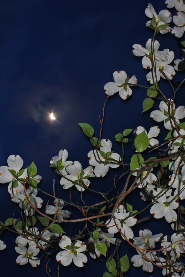 Flower Photograph - Dogwoods and Moon by Patricia Adams