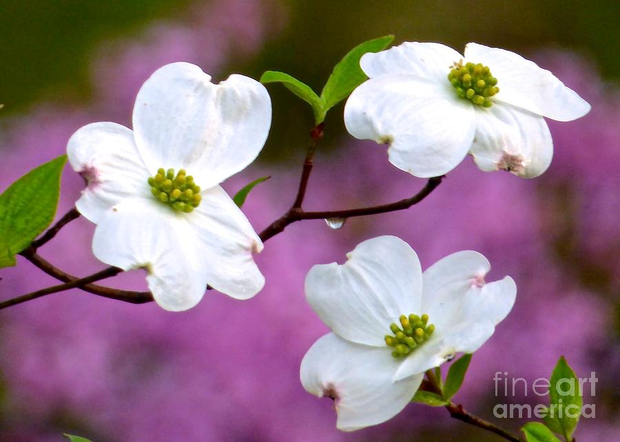 Dogwoods and Redbuds Photograph by Jean Wright