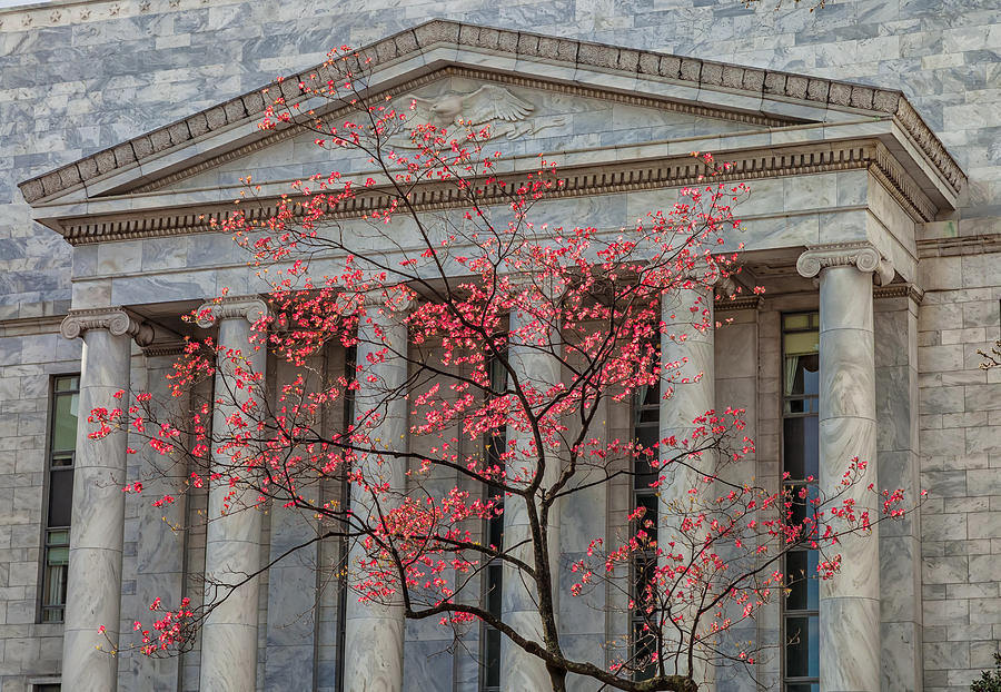 Dogwoods and the House Office Photograph by Jonathan Nguyen