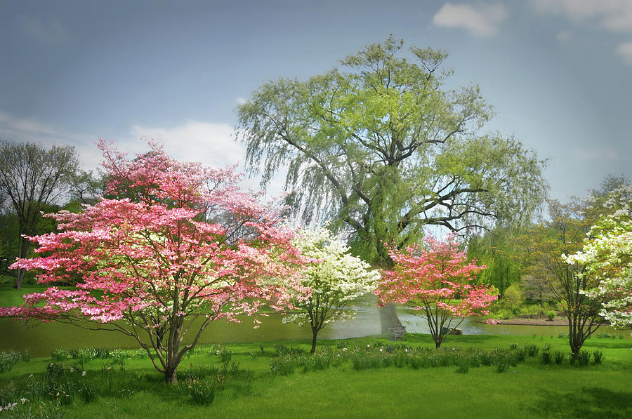 Nature Photograph - Dogwoods at Peace by Diana Angstadt