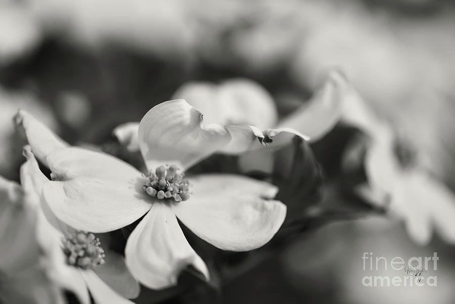 Dogwoods In Black And White Photograph by Lois Bryan
