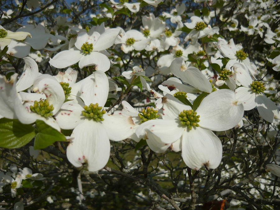 Dogwoods In Bloom Pyrography by Holly Way | Fine Art America