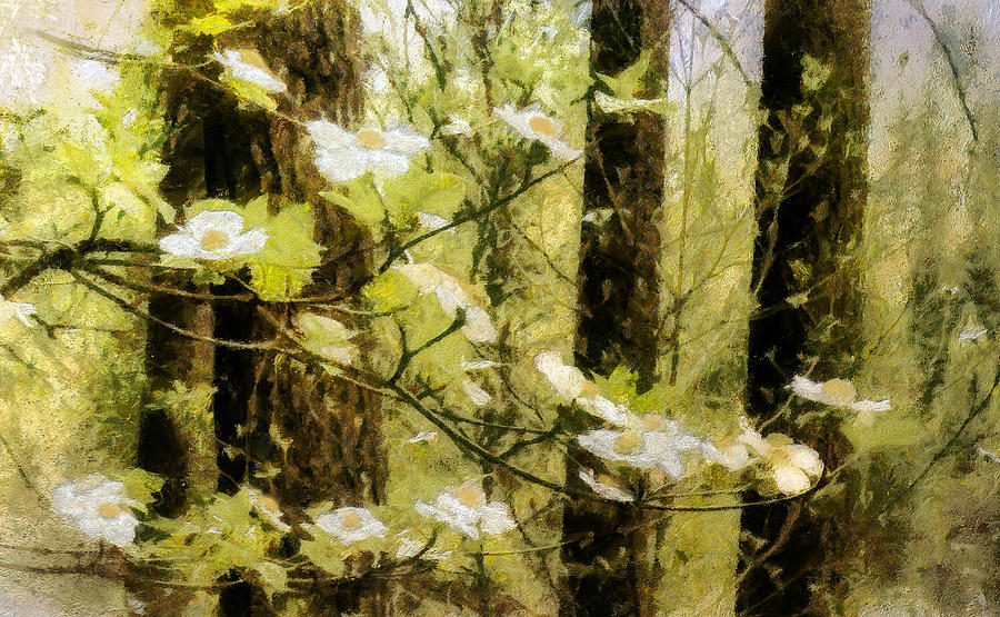 Dogwoods in Spring Photograph by Susan Eileen Evans