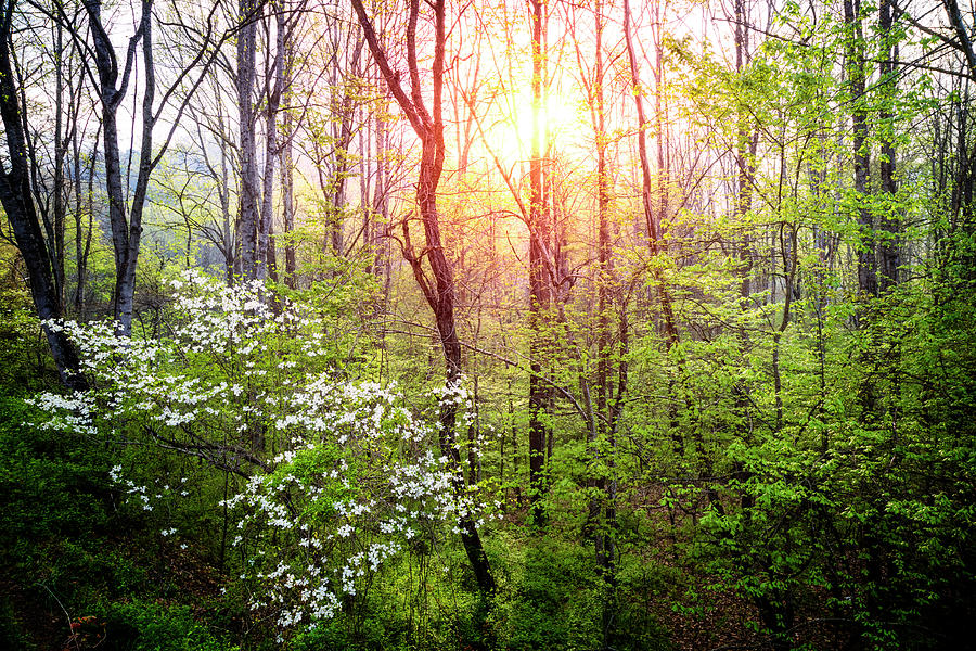 Dogwoods in the Forest Photograph by Debra and Dave Vanderlaan