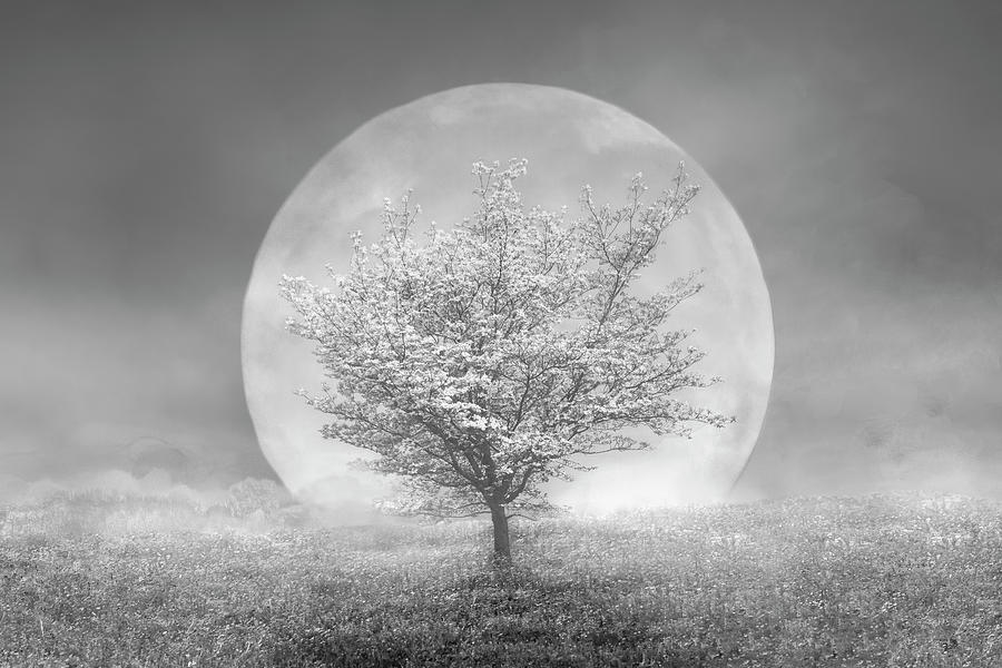 Dogwoods in the Moon Black and White Photograph by Debra and Dave Vanderlaan