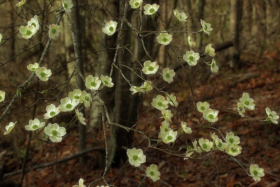 Dogwoods In The Spring Photograph by Mike Eingle