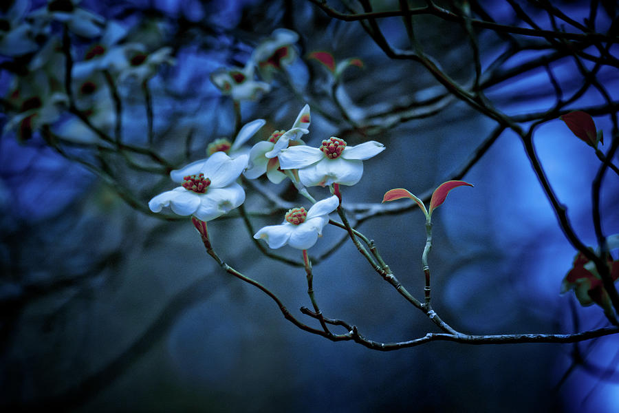 Dogwoods Photograph by Linda Unger