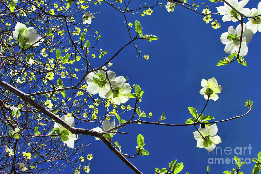 Dogwoods Photograph by Mimi Ditchie