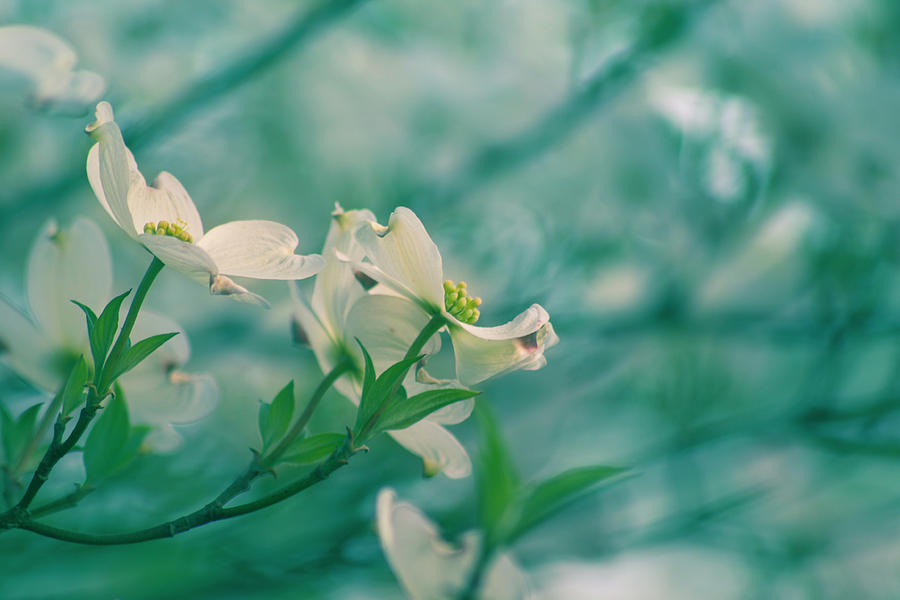 Dogwoods by Rima Biswas Dogwoods by Rima Biswas
