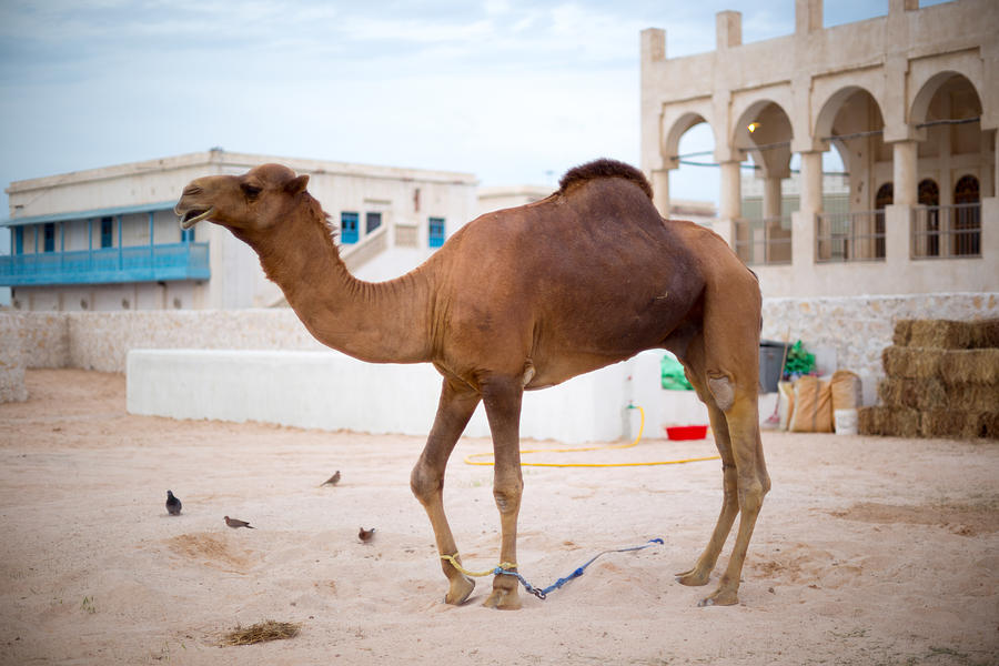Doha police camel Photograph by Paul Cowan