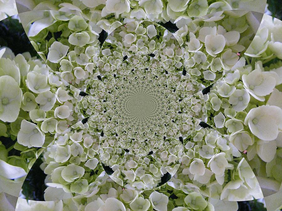 Doily of Flowers Digital Art by Barbara A Griffin