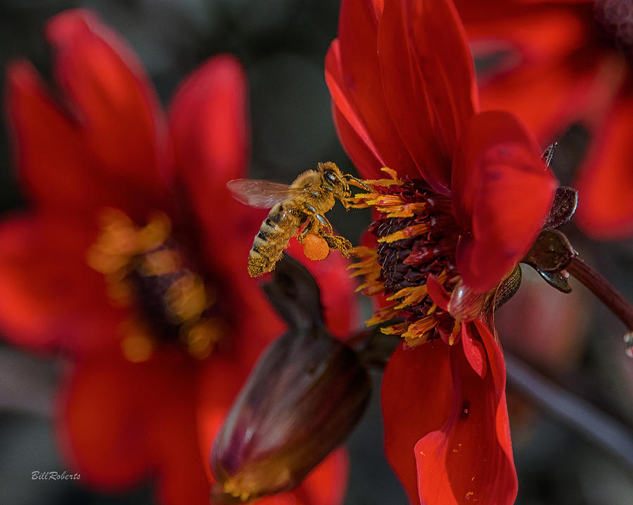 Flower Photograph - Doing His Bees-ness by Bill Roberts