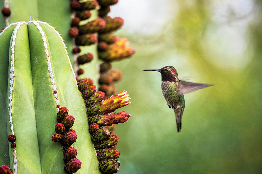 Doing That Hummingbird Hover  Photograph by Saija Lehtonen