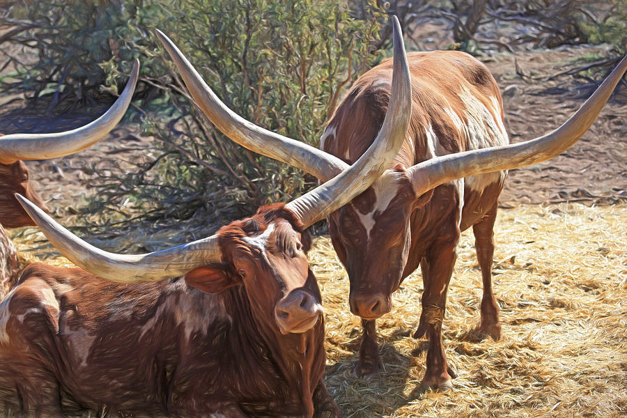 Doing the Watusi Photograph by Donna Kennedy