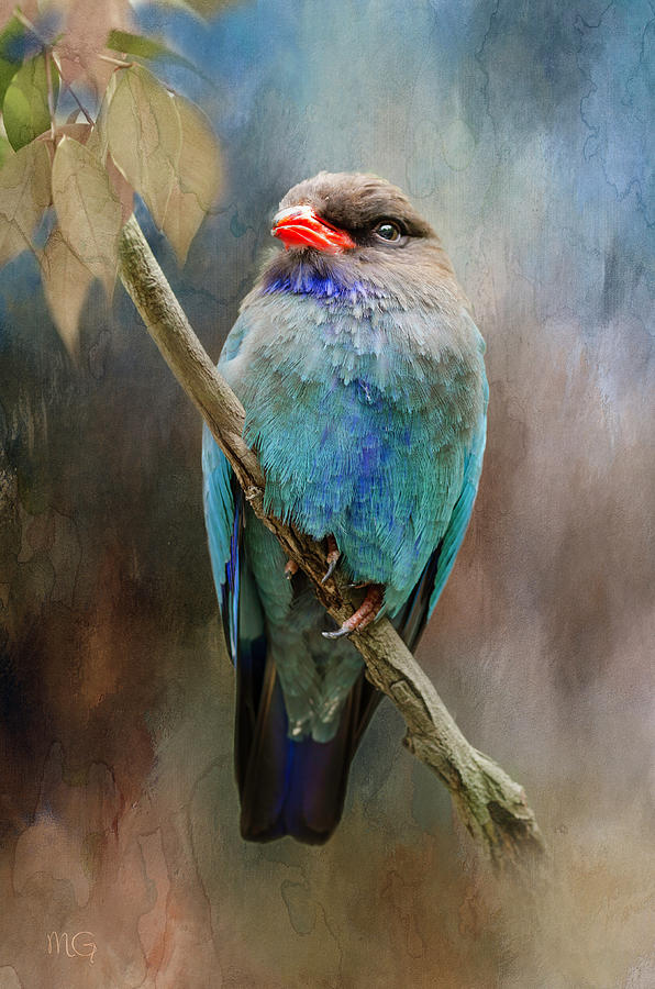 Feather Photograph - Dollar Bird by Margaret Goodwin