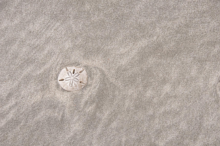 Dollar in the Sand Photograph by David Arment