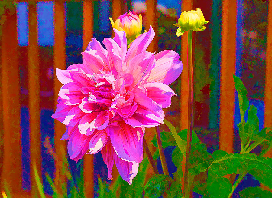 Dolled Up Dahlia Photograph by Judy Wright Lott
