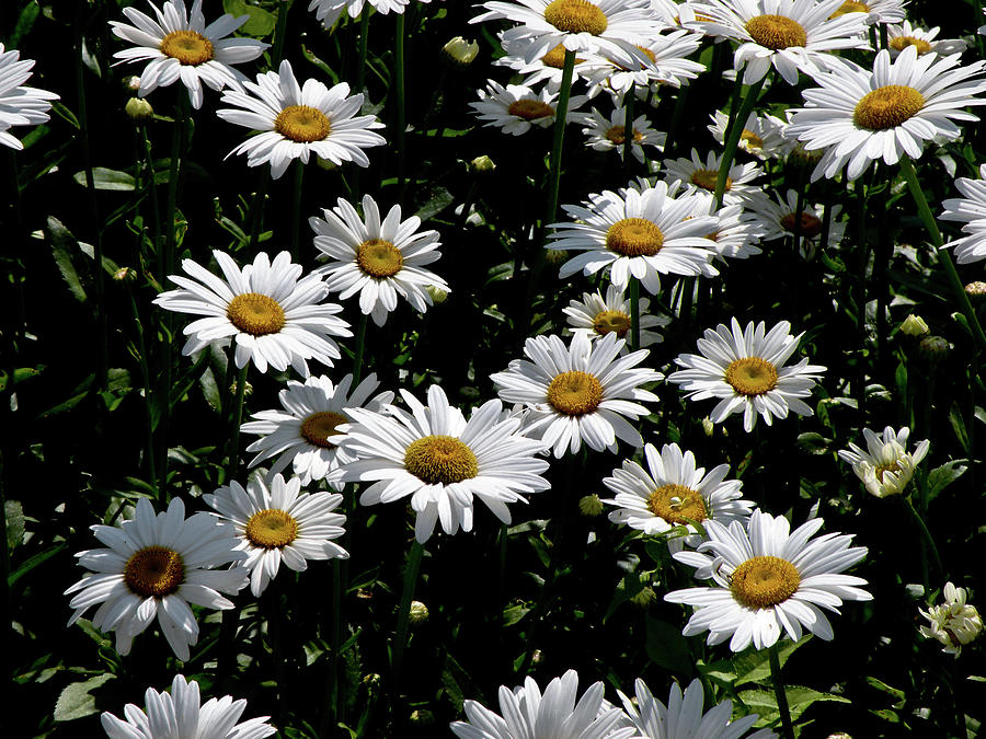 Daisies Photograph - Dollop of Daises by Trish Tritz.