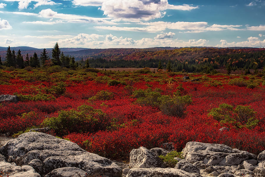 Dolly Sods Photograph by C  Renee Martin