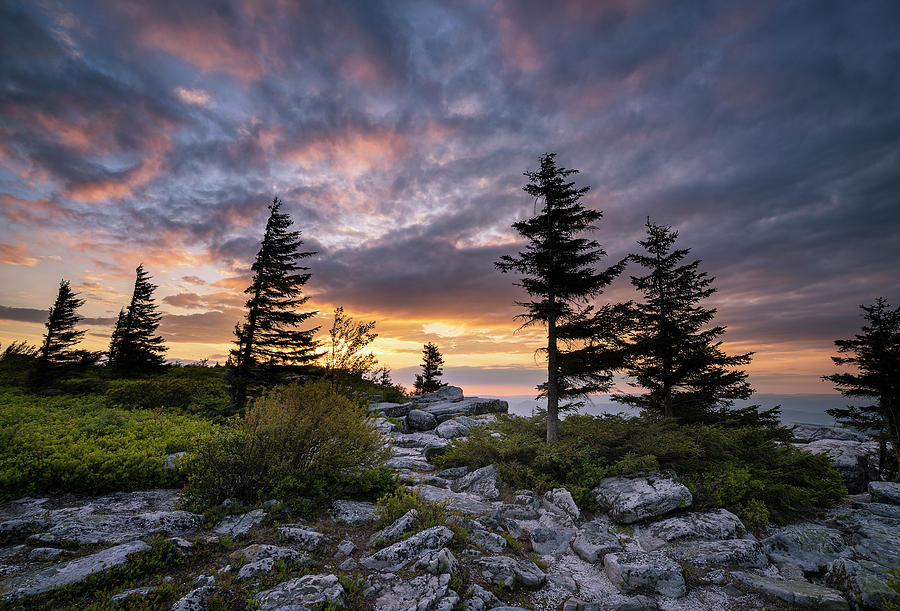 dolly sods t shirt