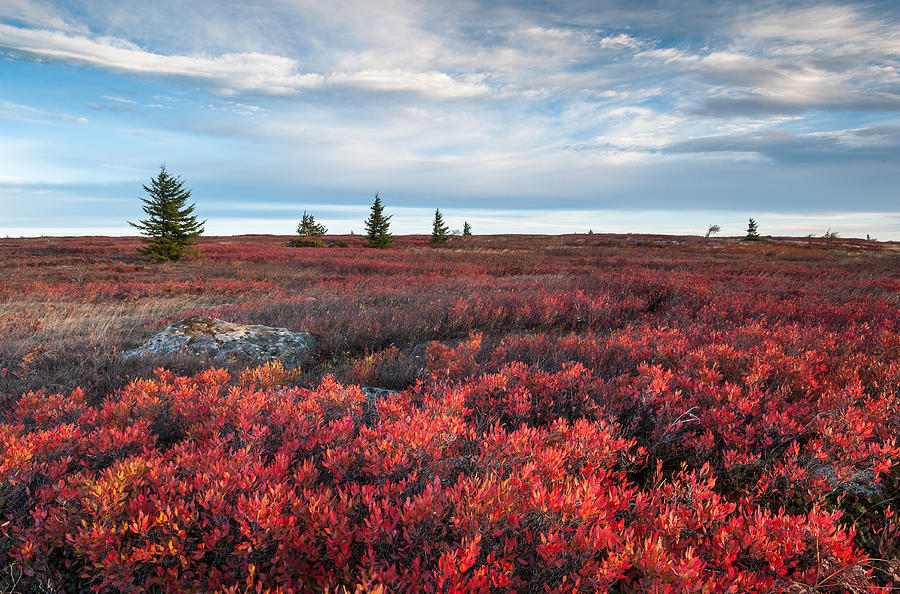 Landscape Photograph - Dolly Sods Wilderness Area West Virginia Autumn Scenic by Mark VanDyke
