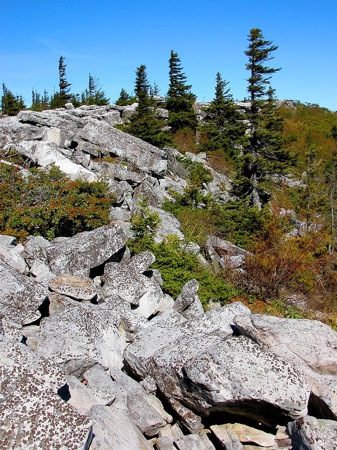 Dolly Sods Photograph - Dolly Sods Wilderness by Thomas R Fletcher