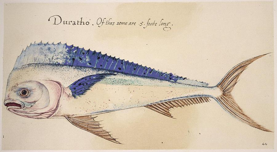 Fish Photograph - Dolphin, 1585 by Granger