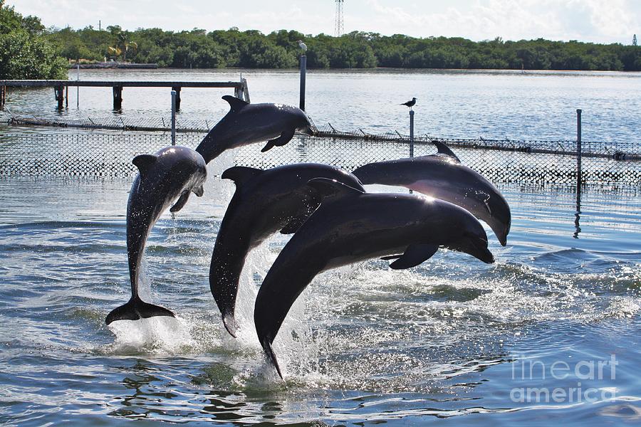 Wildlife Photograph - Dolphin Airlines by Chuck Hicks