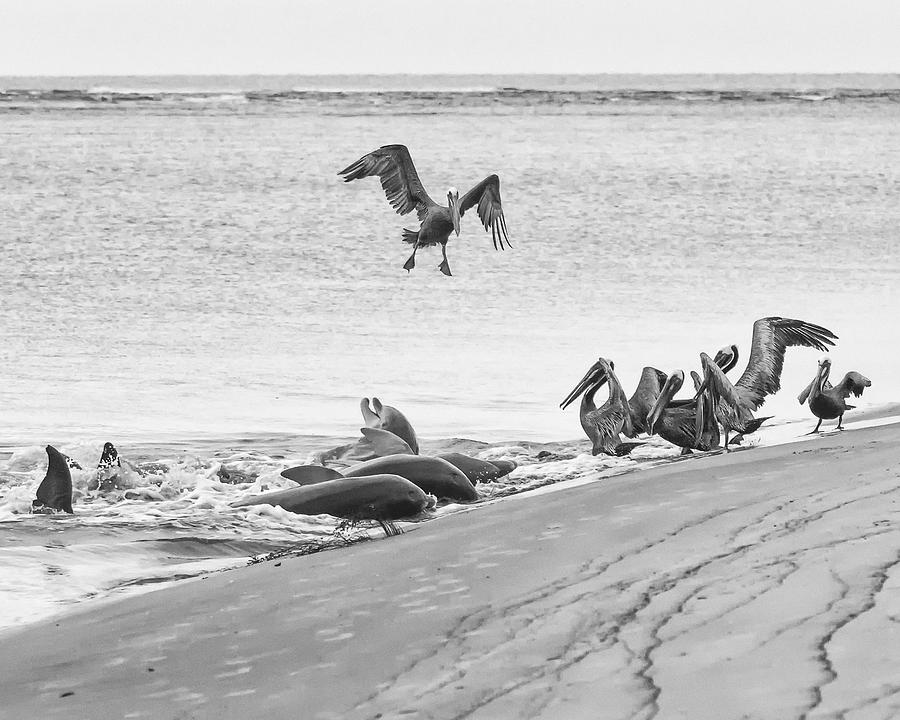 Dolphin and Pelican Party Photograph by Patricia Schaefer
