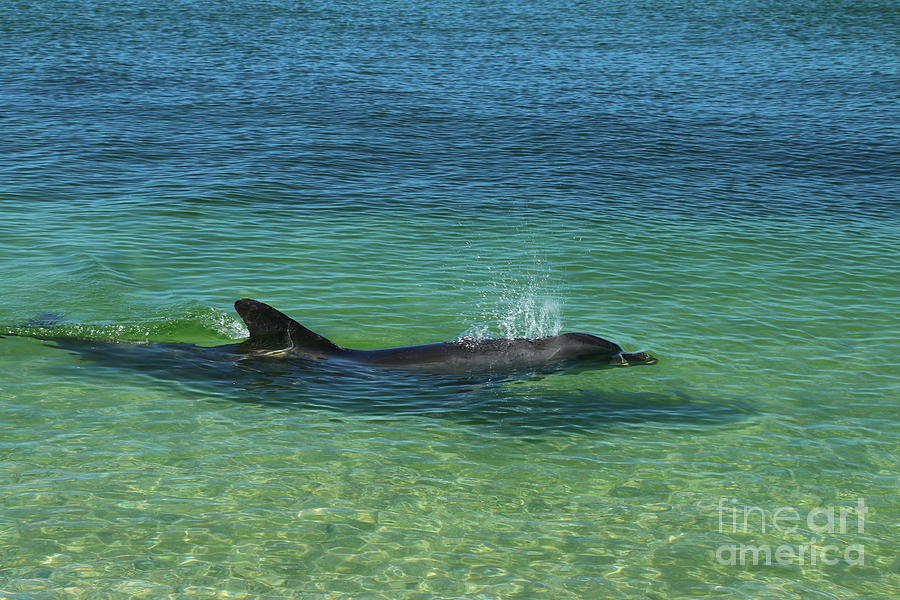 Dolphin At The Beachside Photograph by Christiane Schulze Art And Photography