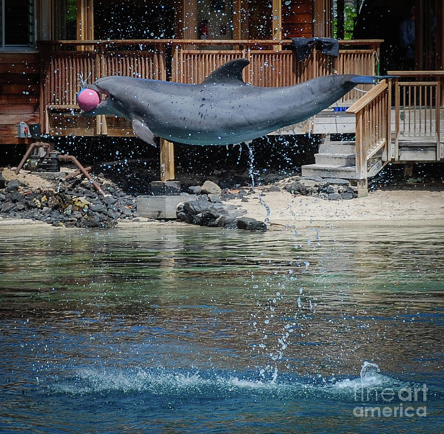 Dolphin Photograph by Barry Bohn