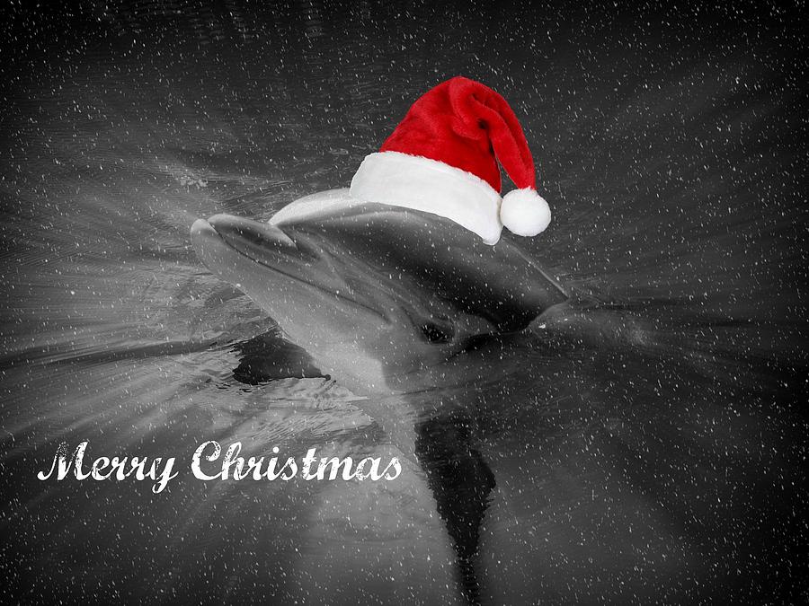 Dolphin Christmas Photograph by Amanda Eberly