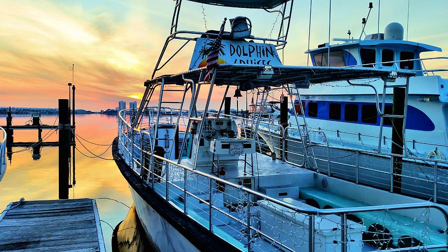 Dolphin Cruises Photograph by JC Findley
