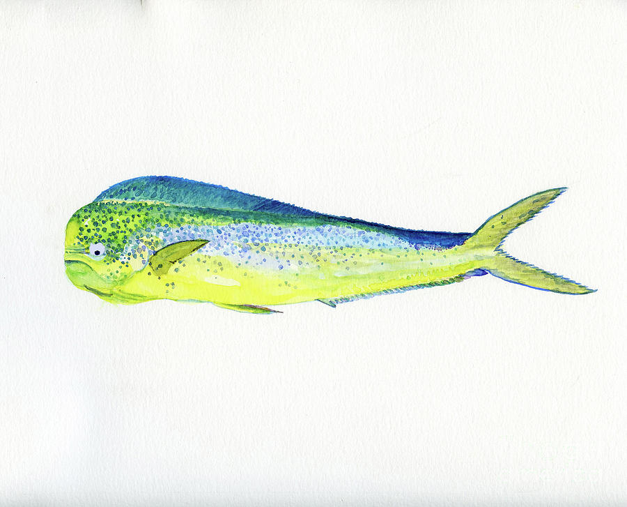 Dolphin Fish Painting by Anne Marie Brown