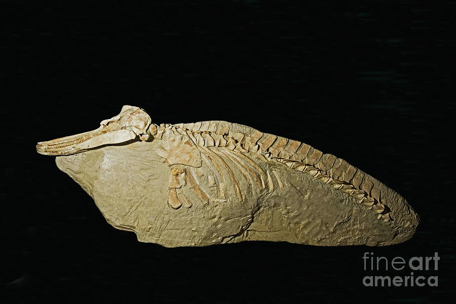 Dolphin Fossil Photograph by Millard Sharp